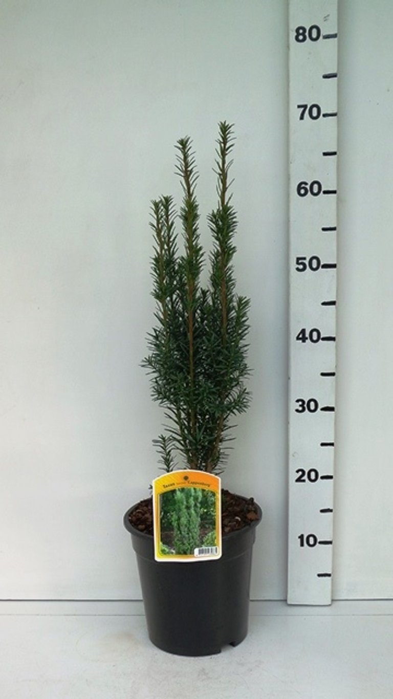 Taxus b. 'Cappenberg' - C3 40-50 CM